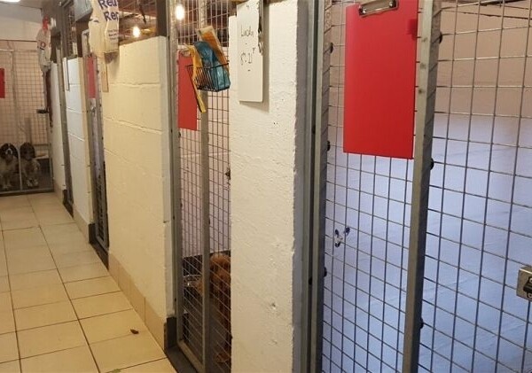 Kennels, Cattery & Equestrian businesses For Sale in Barnsley Photo 6