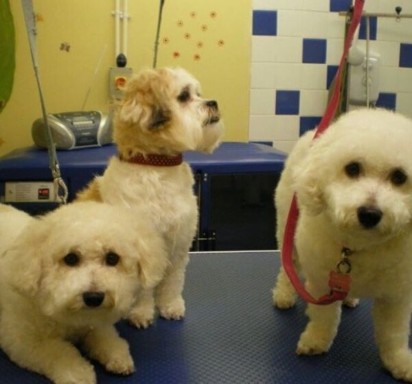 Caring & Reputable Dog Grooming Parlour in Shropshire Photo 6