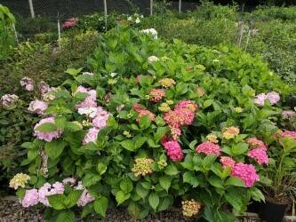 Largest Retail and Wholesale Horticultural Nursery in Wales Photo 6
