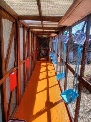 Cattery - Weston Super Mare Photo 6