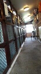 Delightful 5 Star Rated Licensed Boarding Kennels & Cattery - South Yorkshire Photo 6