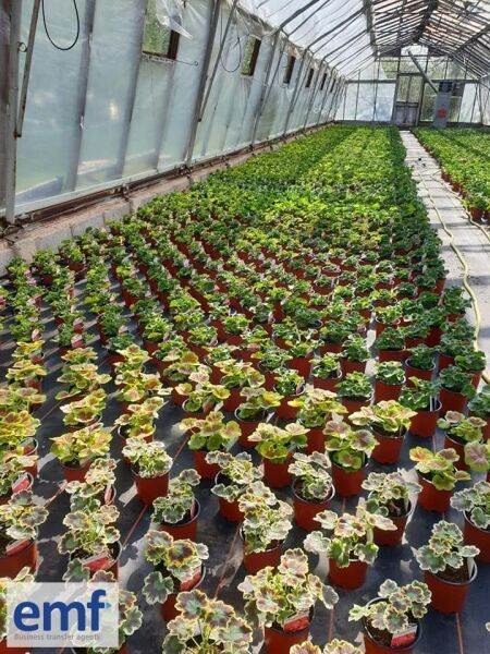 WHOLESALE PLANT NURSERY Photo 6