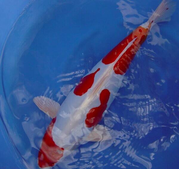 Well-Established Top Quality Hand Selected Koi Carp Business Based Near Henley-On-Thames Photo 5