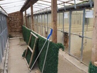 Kennels, Cattery & Equestrian businesses For Sale in Rugby Photo 6