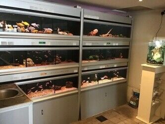 Well established aquatic pet shop for sale Photo 6