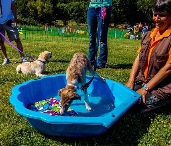 Established Dog Training Academy for Sale, Southern Hampshire Established Dog Training Academy for Sale, Southern Hampshire
