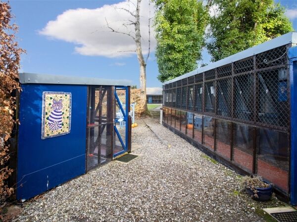 Copperfield Cattery Photo 6