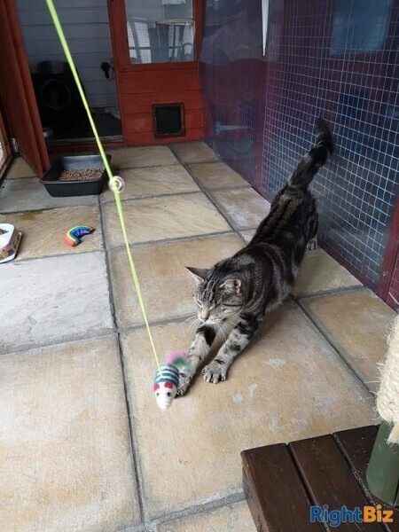 Cattery (Largest on Anglesey), stables, 4 Bed home, Static caravan and paddocks. Anglesey, N Wales. Photo 7