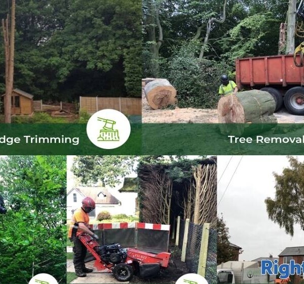 Well Established Tree Surgeons For Sale Photo 7
