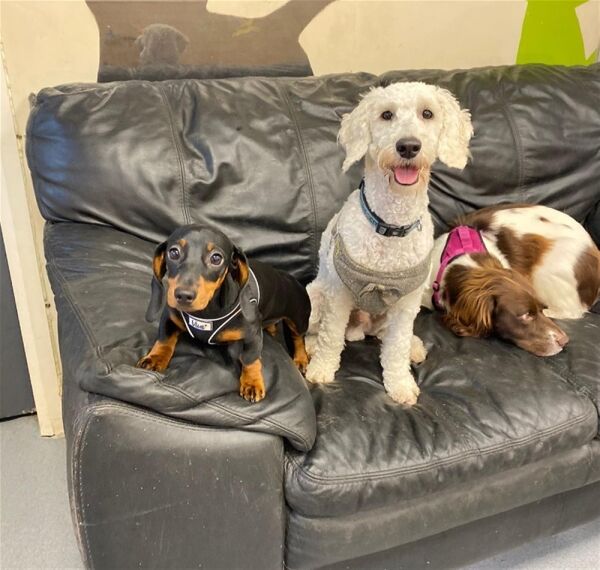 TOWN CENTRE DOGGY DAYCARE & GROOMING CENTRE based STOCKPORT Photo 7