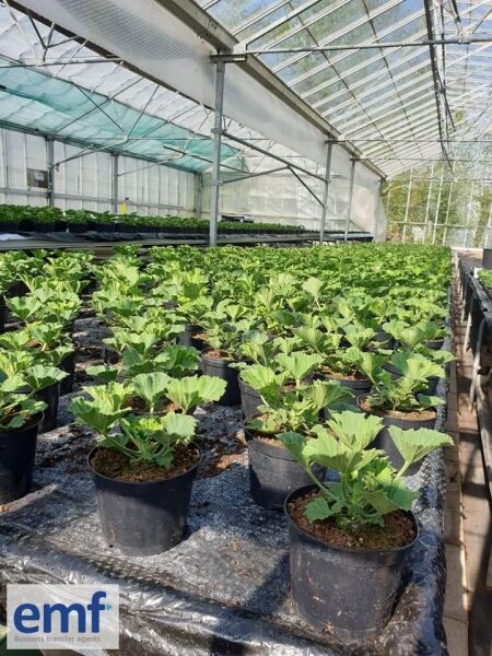 WHOLESALE PLANT NURSERY Photo 7