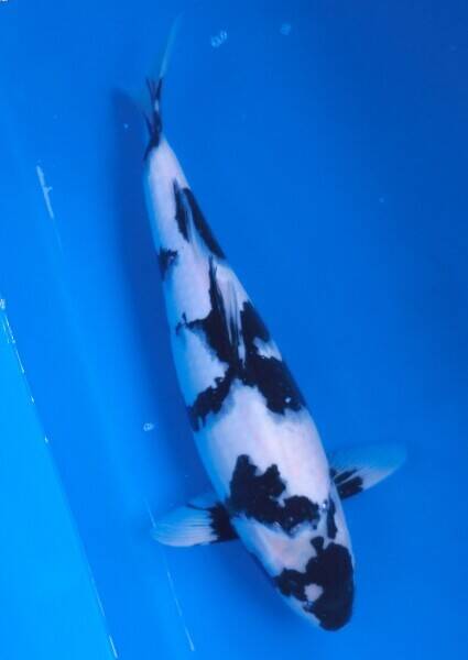 Well-Established Top Quality Hand Selected Koi Carp Business Based Near Henley-On-Thames Photo 6