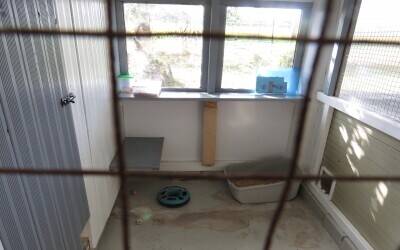 Very Well-known Family Run Cattery Business Photo 7