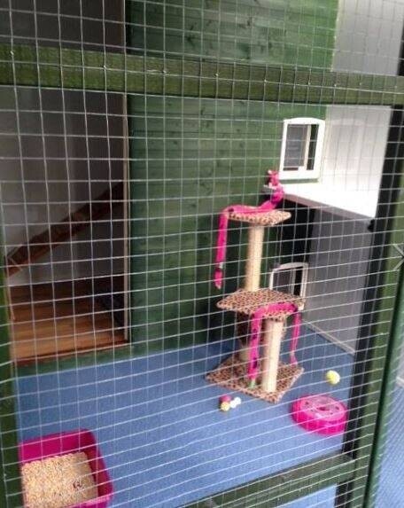 Cattery- East Yorkshire Photo 8