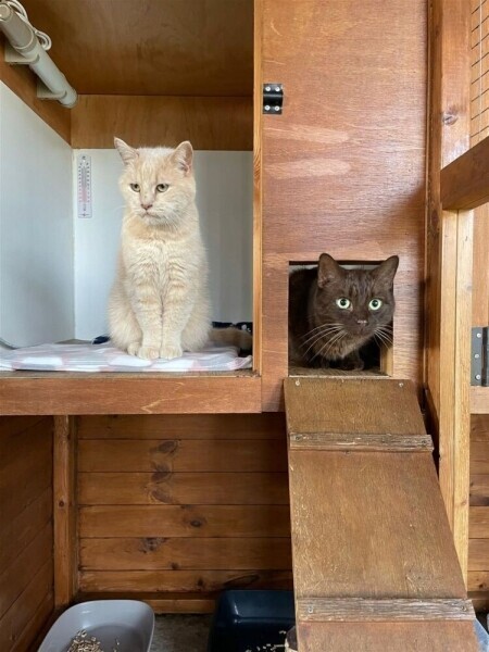 Kennels, Cattery & Equestrian businesses For Sale in Scunthorpe Photo 8