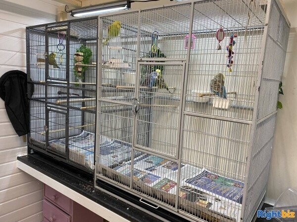 Highly successful Pet And Hardware shop Photo 8