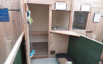 Very Well-known Family Run Cattery Business Photo 8