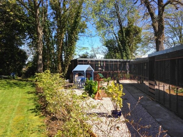 Copperfield Cattery Photo 8