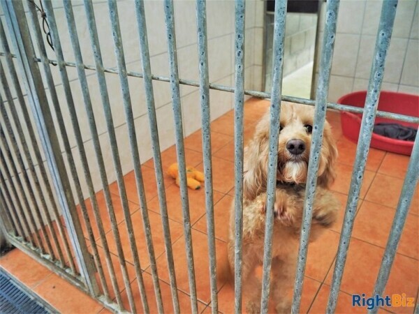 Kennels, Cattery & Equestrian businesses For Sale in Bradford Photo 9