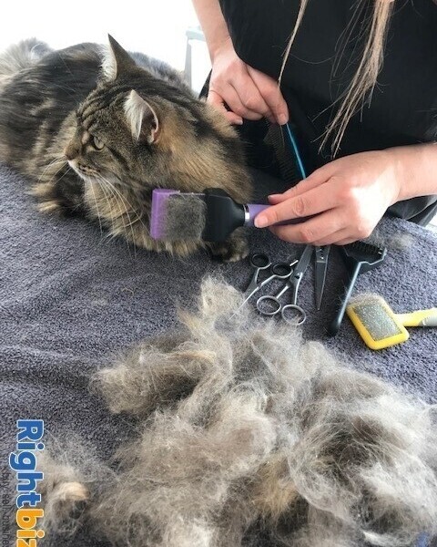 Expanding dog grooming salon with small retail area in Sussex Photo 9
