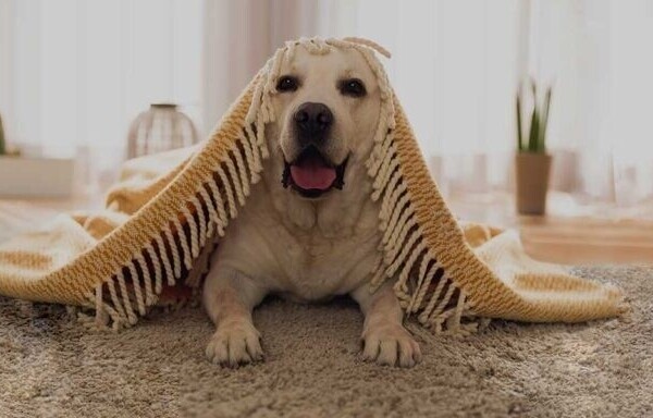 Exciting opportunity to buy an established pet care business in Cardiff Photo 9