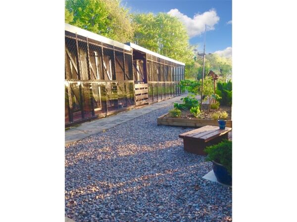 Copperfield Cattery Photo 9