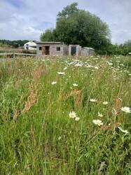 Natural meadow campsite Photo 9