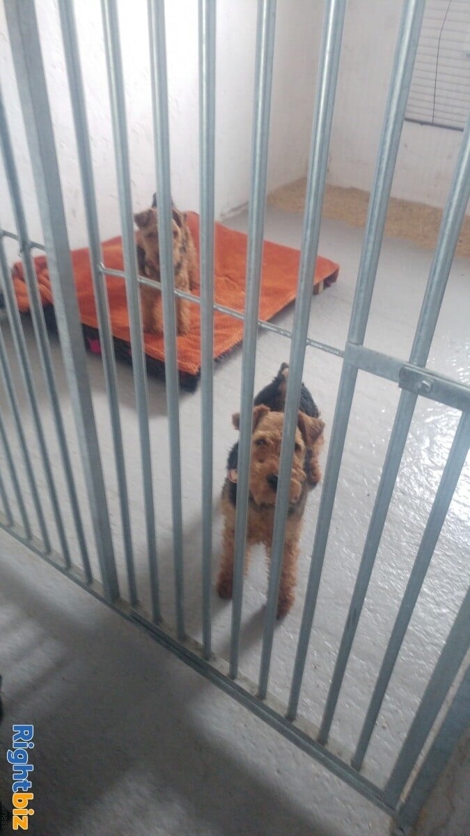 LICENSED BOARDING / BREEDING KENNELS NOW SOLD !! NOW SOLD !with Accommodation