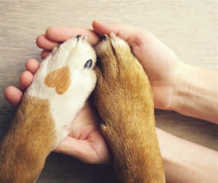 SUPPLIER OF VARIOUS PET GOODS