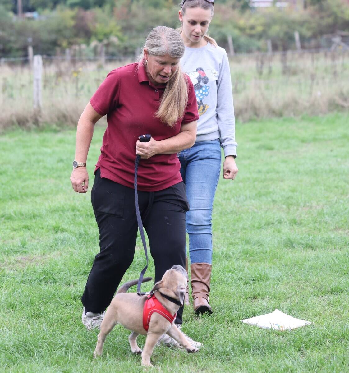 Established Dog Training Academy for Sale, Southern Hampshire Photo 6