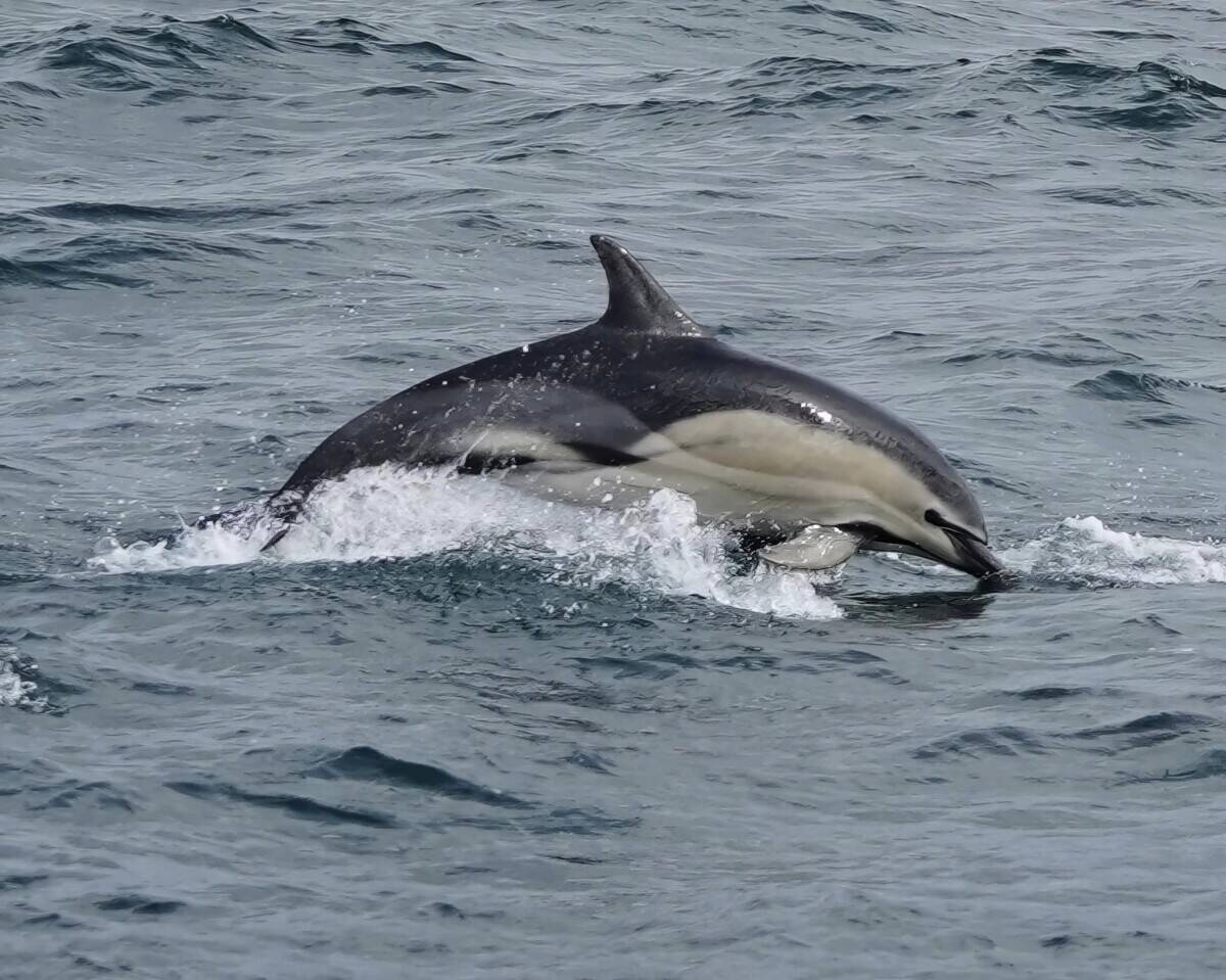 Unique Coastal Wildlife Cruises and Charters Marine Business in Cornwall for Sale Photo 5
