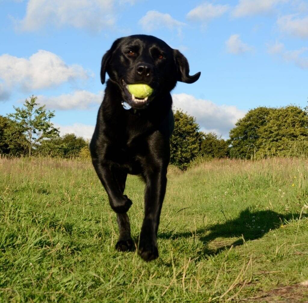 Pet Services Franchise For Sale in Sheffield