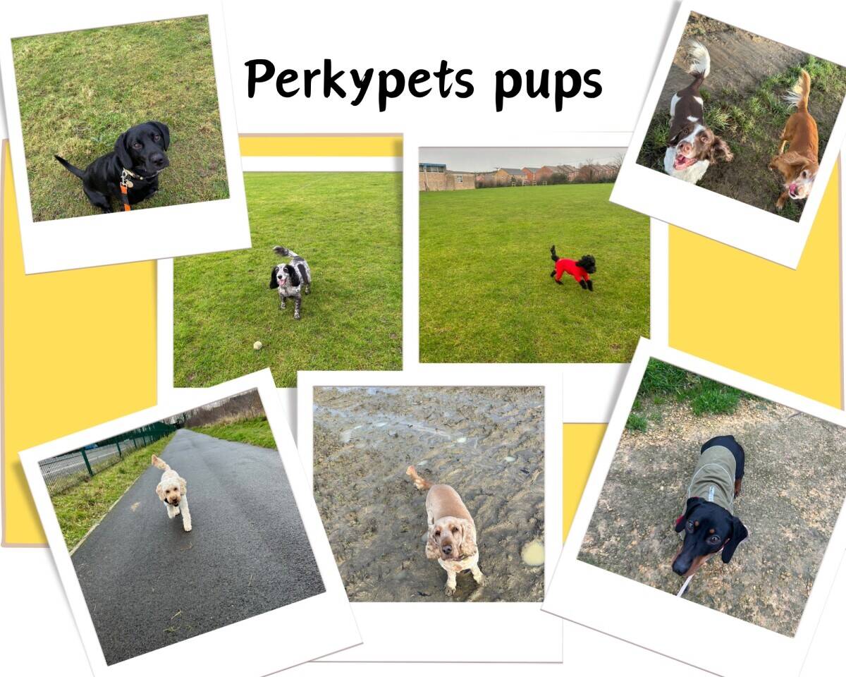 Pet services company in Warwickshire.