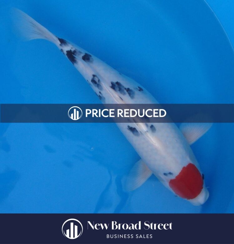 Koi Carp Business - Henley - OFFERS INVITED £125K Photo 5