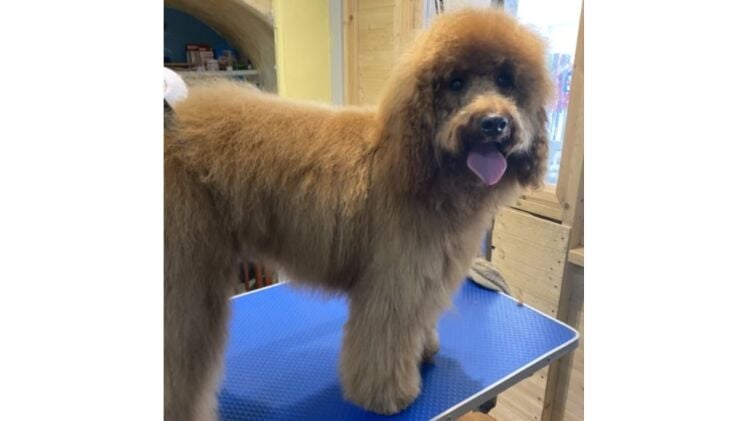 Established Pet Boutique and Grooming Business Located in Twickenham