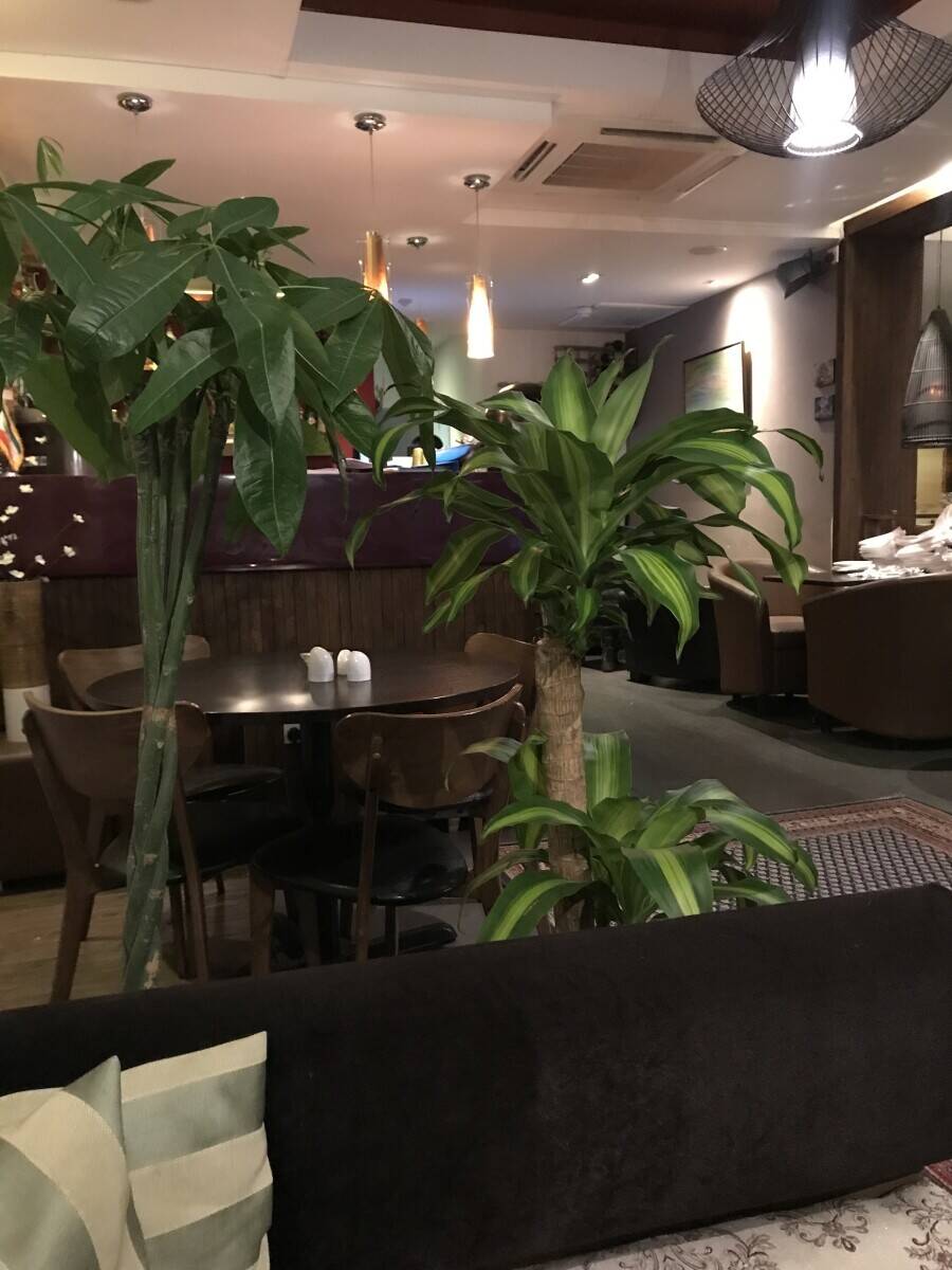 Highly rated restaurant in Surrey and shisha bar