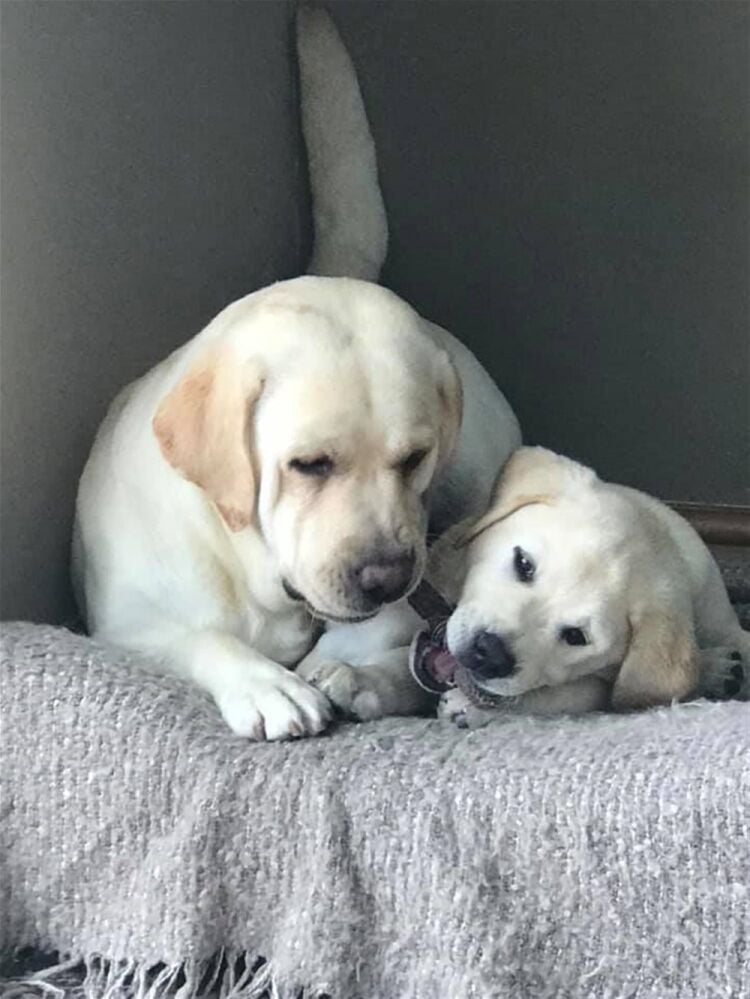 DOG HOME BOARDING COMPANY Photo 5