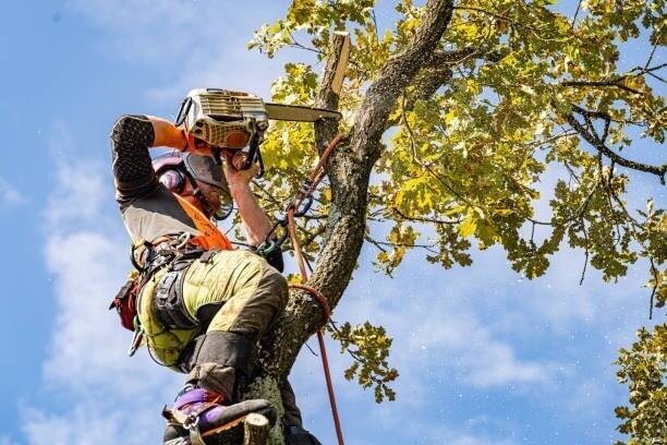 High-Performing Arboriculture/Tree Service Business – Strong Earnings & Expansion Potential” Photo 5