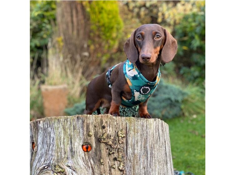 Unleash the Potential of This Established Online Dog Brand