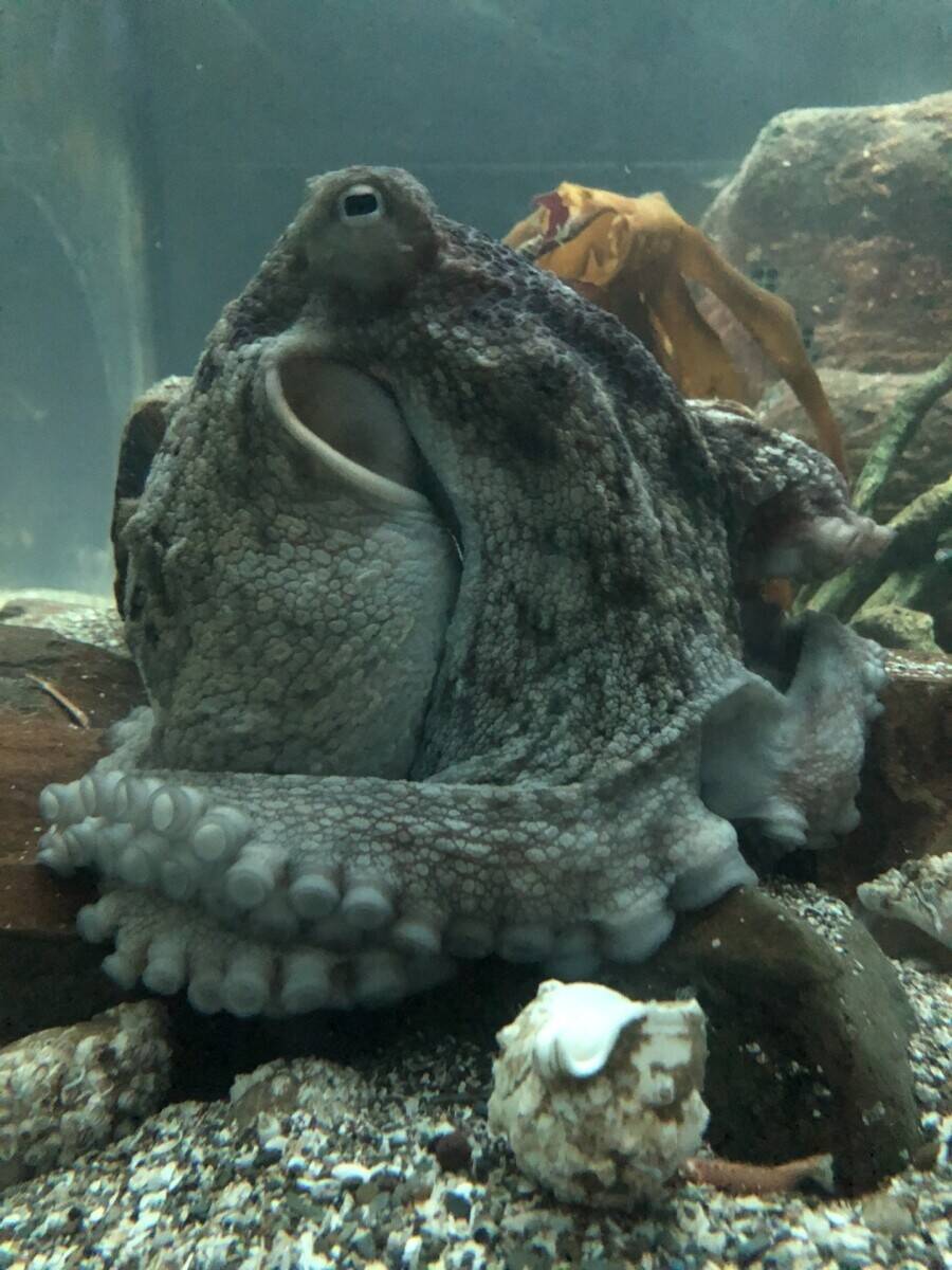 Award Winning & Unique Aquarium with Cafe & Gift Shop - North Devon Seaside Town