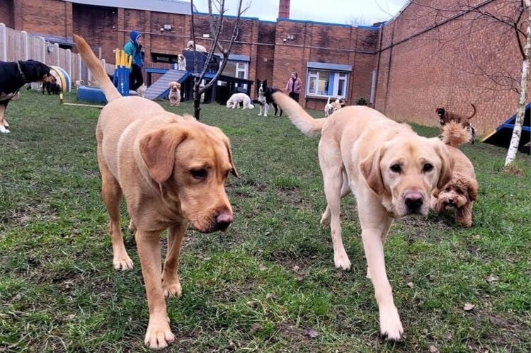 Established Doggy Day Care - Leigh