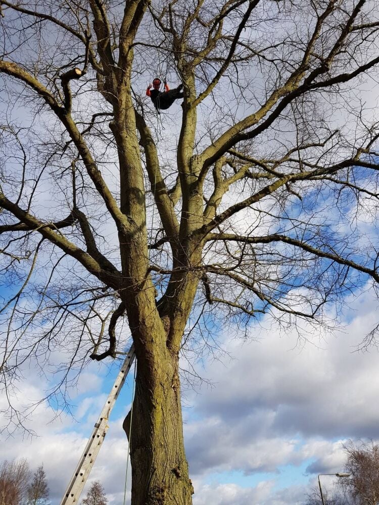 Established Tree Surgery Business - Derbyshire