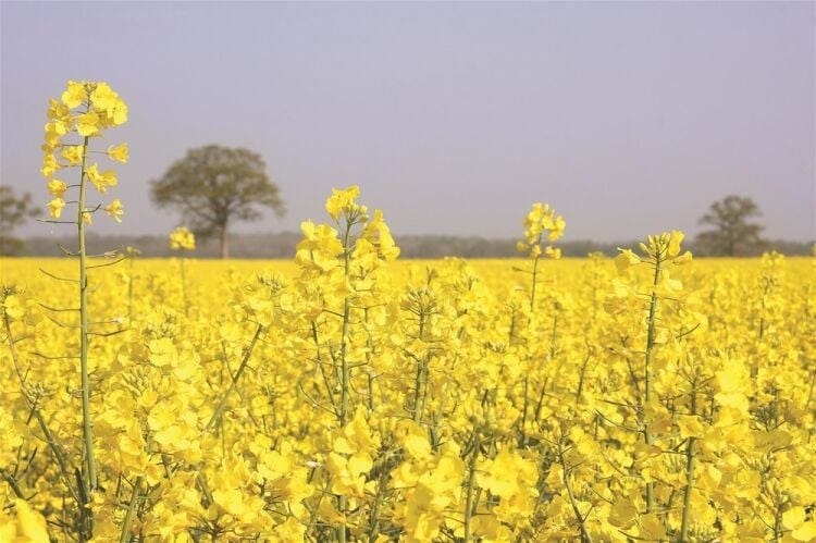 HIGHLY REPUTABLE BRITISH PRODUCER OF RAPESEED OIL AND COMPLEMENTARY PRODUCTS