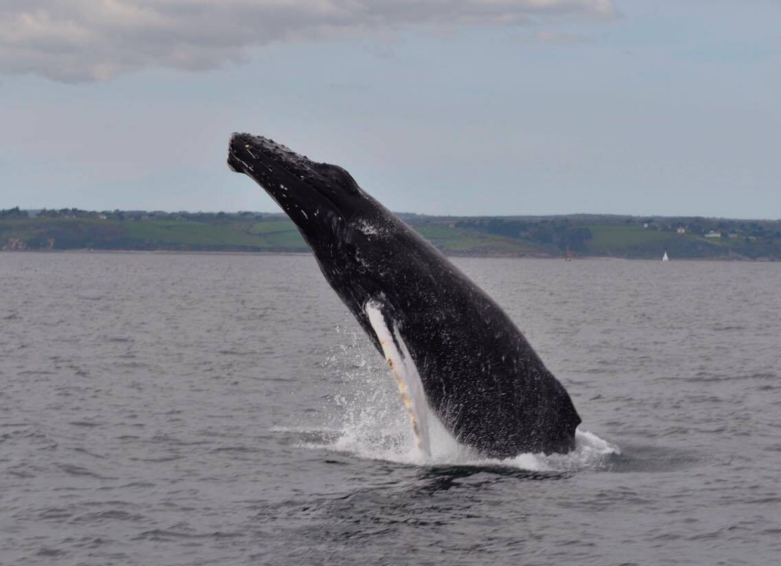 Unique Coastal Wildlife Cruises and Charters Marine Business in Cornwall for Sale