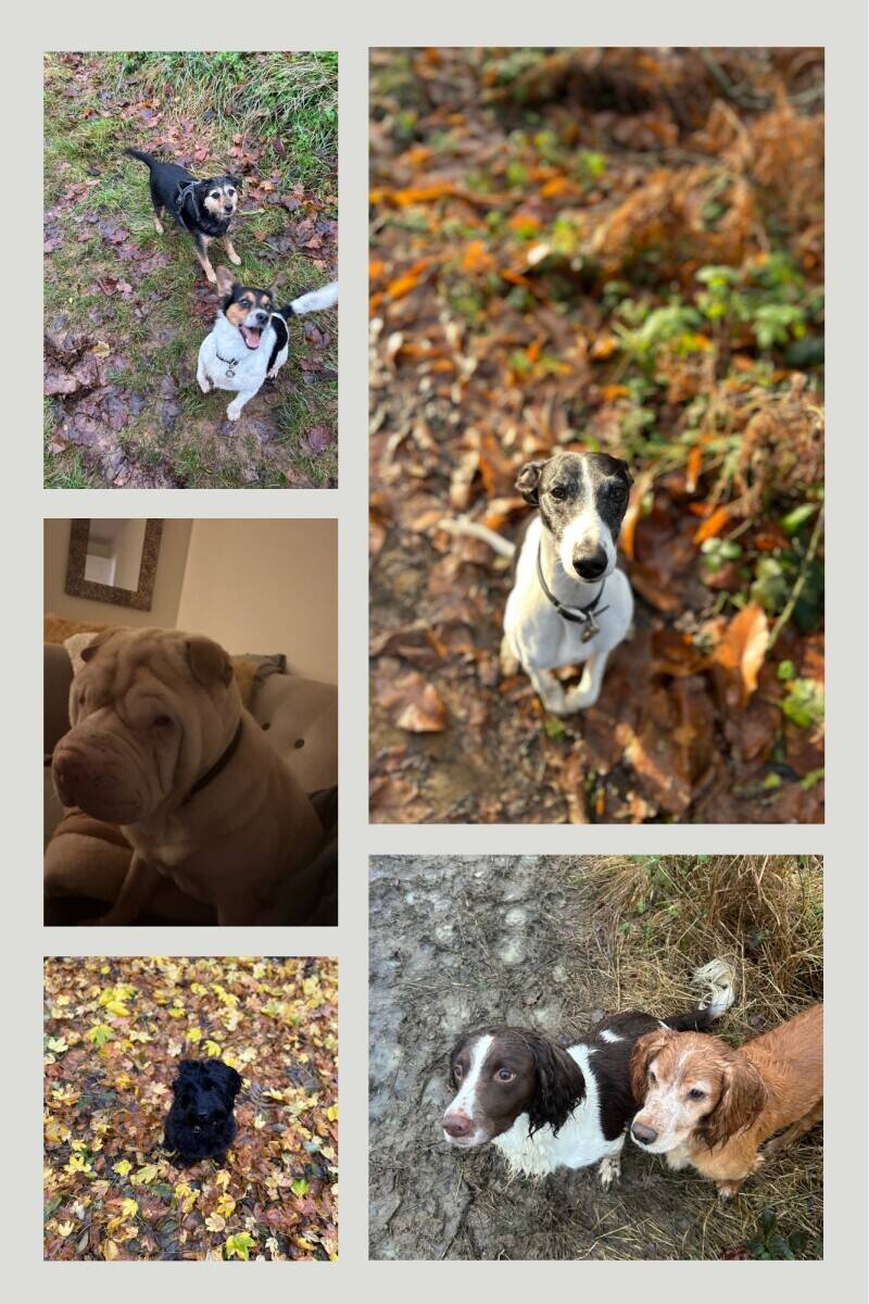 Pet services company in Warwickshire. Photo 6