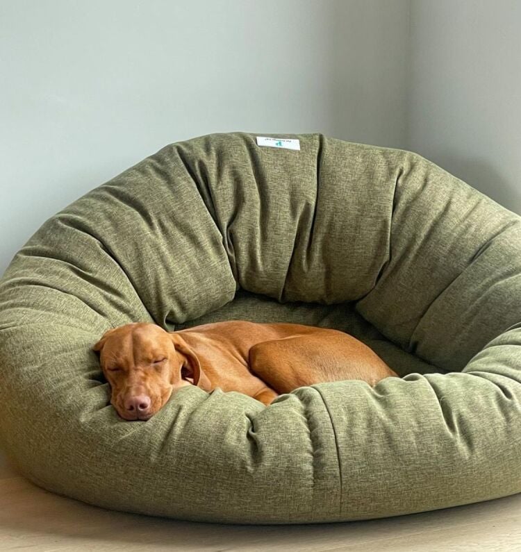 Luxury Ecommerce Business with Trademarks Specialising in Pet Products