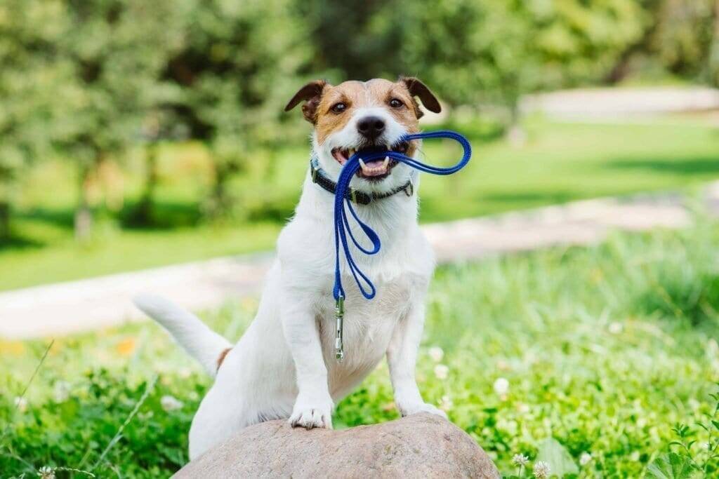 Dog Walking Franchise Resale