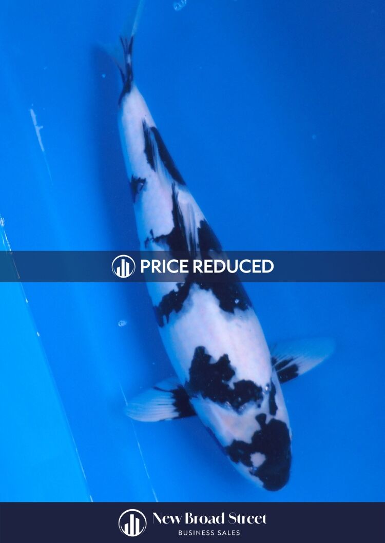 Koi Carp Business - Henley - OFFERS INVITED £125K Photo 6