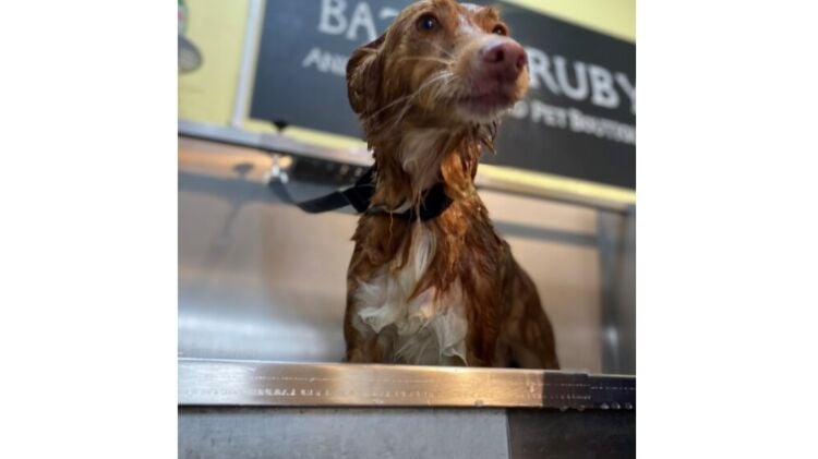 Established Pet Boutique and Grooming Business Located in Twickenham