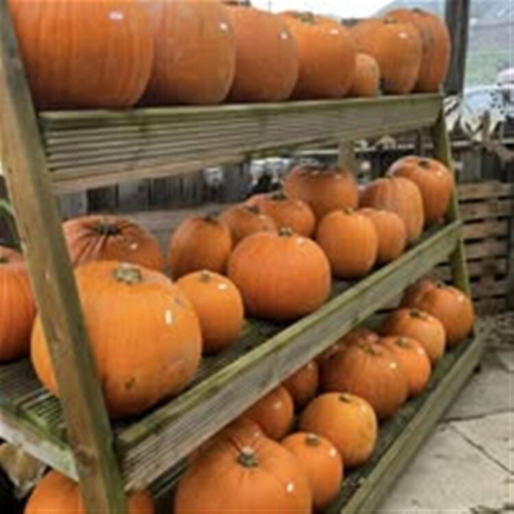 FAMILY-RUN FARM AND GIFT SHOP Photo 6